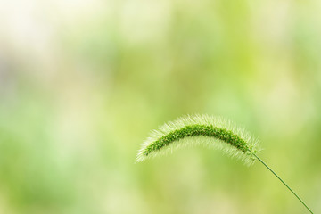 closeup of green bristle grass spike