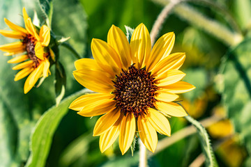 ひまわり　東京