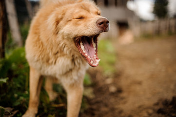Portrait of yawning light brown dog standing outside