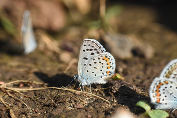 Himalayan Blue Butterfly, Pseudophilotes vicrama. Rare little blue butterfly on ground