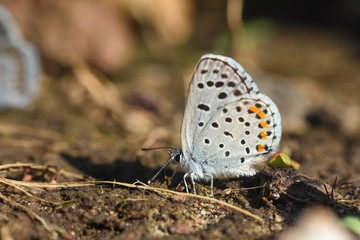 Himalayan Blue Butterfly, Pseudophilotes vicrama. Rare little blue butterfly on ground