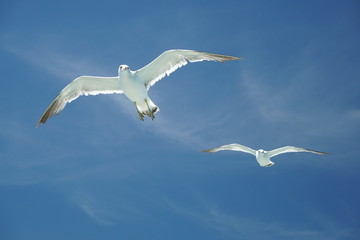 seagull flying Tokyo bay