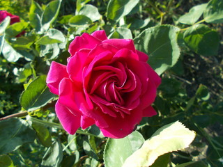  Blooming rose in the park