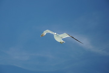 seagull flying Tokyo bay