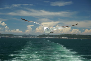 Fototapeta na wymiar seagull flying Tokyo bay