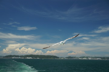 Fototapeta na wymiar seagull flying Tokyo bay