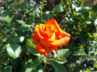 Blooming rose in the park