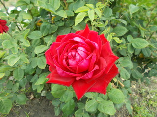  Blooming rose in the park