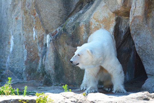 A polar bear near its den