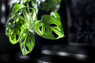 Exotic tropical Monstera leaves © Alina G