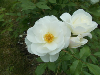  Blooming rose in the park