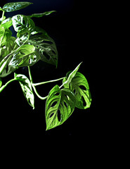 Exotic tropical Monstera leaves
