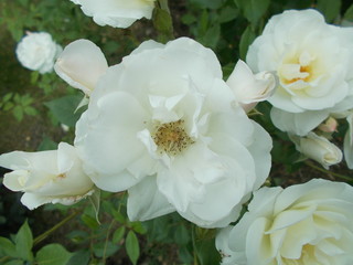  Blooming rose in the park