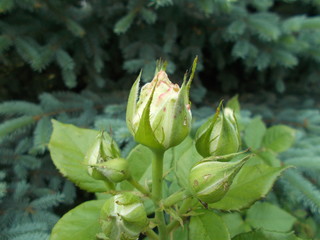  Blooming rose in the park