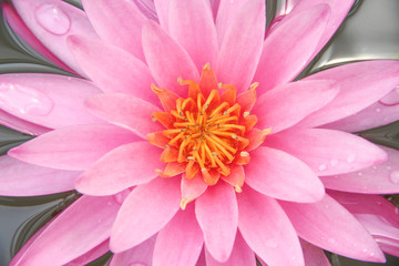 Top view single sweet pink water lily lotus flowers blooming with water drops for natural texture top view background