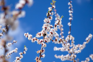 Bumblebee pollinates a plum flower. Blooming plum close-up on a background of blue sky. Spring flowering.