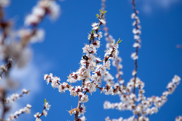 Bumblebee pollinates a plum flower. Blooming plum close-up on a background of blue sky. Spring flowering.