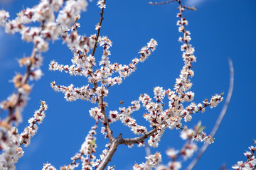 Bee with a supply of pollen flies to a plum blossom. Blooming plum close-up on a background of blue sky. Spring flowering.