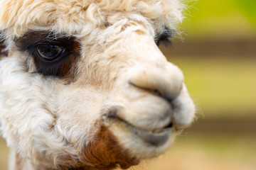 White alpaca with dark eyes in front of fence