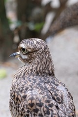 young bird with brown white feathers in closeup