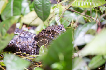 Alligator in Tortuguero National Park of Costa Rica