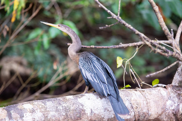 heron in tortuguero costa rica