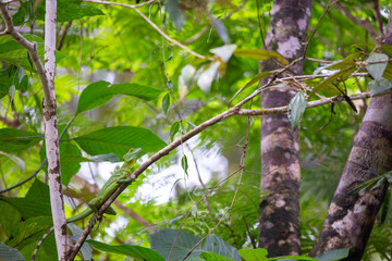 basilisk in Tortuguero Costa Rica