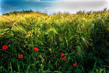 Poppies in the wheat field