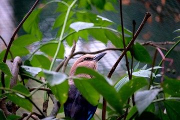 Bird with brown head and black bodyon a branch