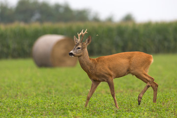 Obraz premium deer in grass