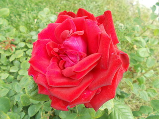  Blooming rose in the park