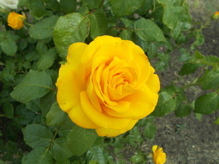  Blooming rose in the park