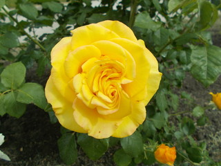  Blooming rose in the park