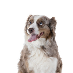 Portrait of a brown and white Australian Shepherd dog sitting isolated in white background  looking aside