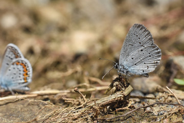 Fototapeta na wymiar Butterfly Cupido decoloratus, Little blue butterfly. Eastern short-tailed blue butterfly