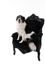 Black and white Australian Shepherd dog sitting in a baroque armchair isolated in white background  looking at the camera