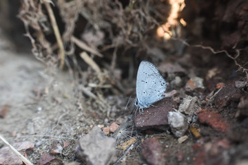 Butterfly Cupido decoloratus, Little blue butterfly. Eastern short-tailed blue butterfly