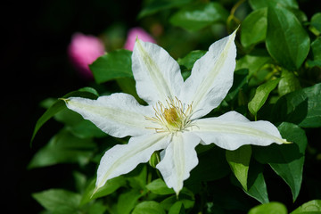 クレマチス　ロコーコラ