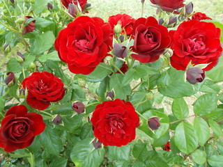  Blooming rose in the park