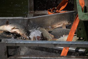 introducing carp