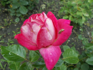  Blooming rose in the park
