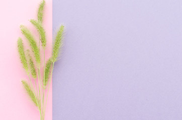 green pennisetum grass nature still life - plants part