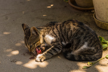 A kitten and a sparrow. Pet kills birds and eats them. The kitty is a predator. The young hunter. The world of cats.	