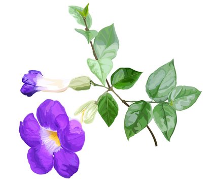 Purple flower vector with Thunbergia erecta 