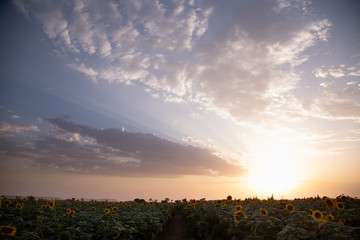 beautiful sunflowers field in Zaragoza Spain