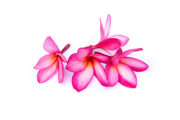 Isolated plumeria flowers on the white background. It is the collection of flowers. It is beauty.