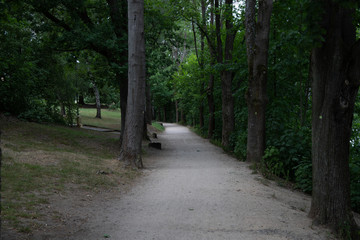 Fototapeta premium wood road