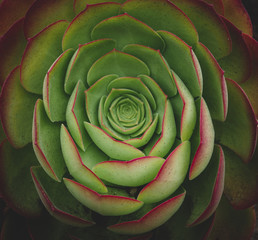 succulent in San Francisco 