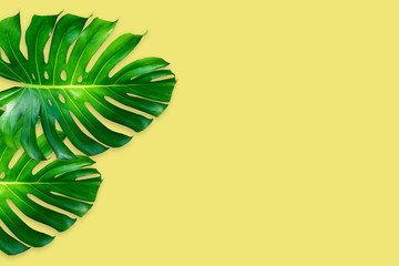 monstera leaves isolated on yellow color background