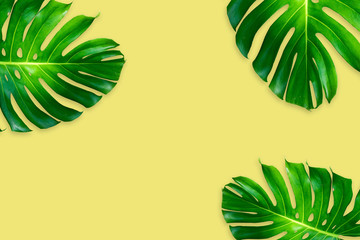monstera leaves isolated on yellow color background